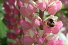 Bee on Flower, Shenstone